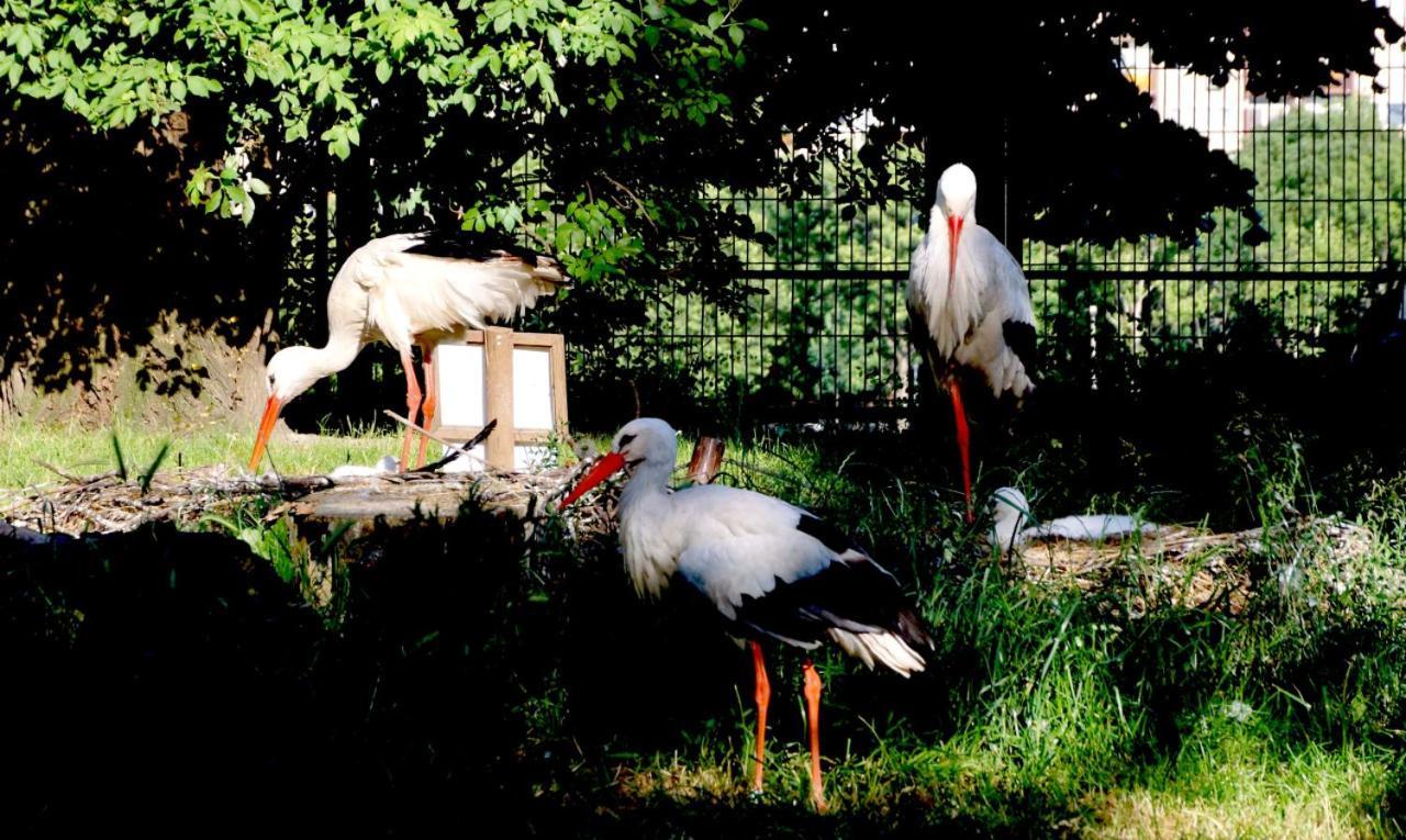 Island Hostel Budapest (Adults Only) Eksteriør billede White storks
